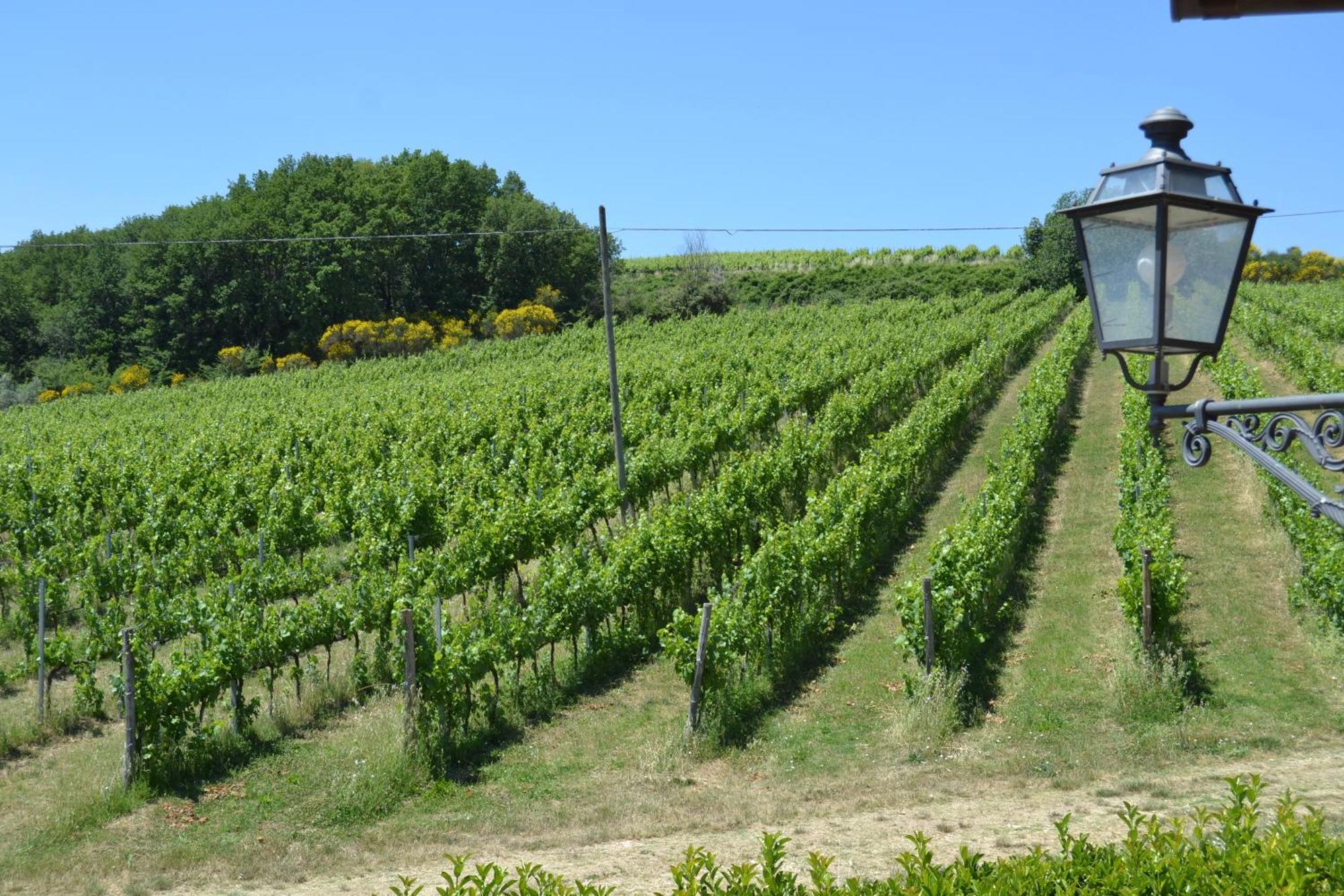 Tenuta Pizzogallo Amelia Exteriér fotografie